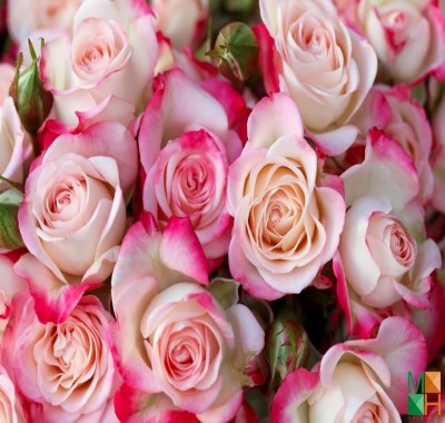 Tranh dán tường Hàn Quốc hoa hồng đẹp FW - 324